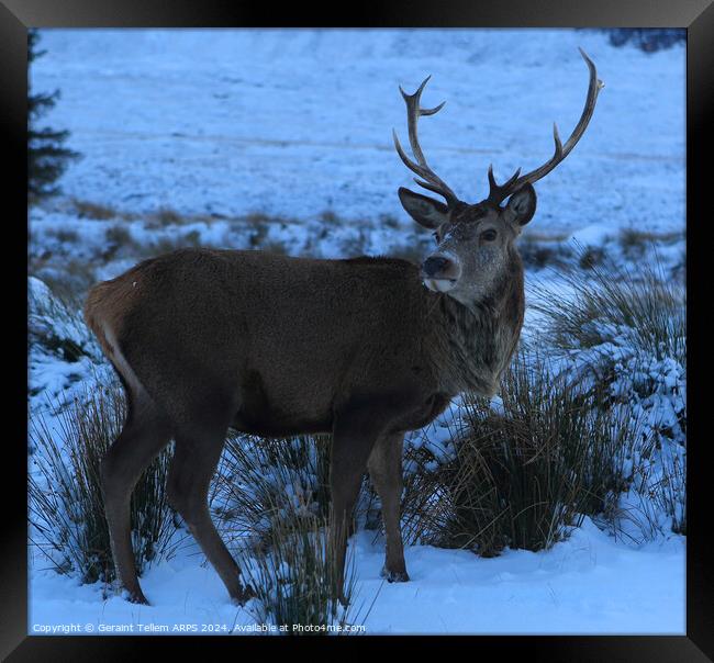 A stag/deer standing in the snow, Rannoch Moor, Scotland Framed Print by Geraint Tellem ARPS