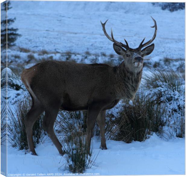 A deer/stag standing next to a snow covered field, Rannoch Moor, Highlands Canvas Print by Geraint Tellem ARPS
