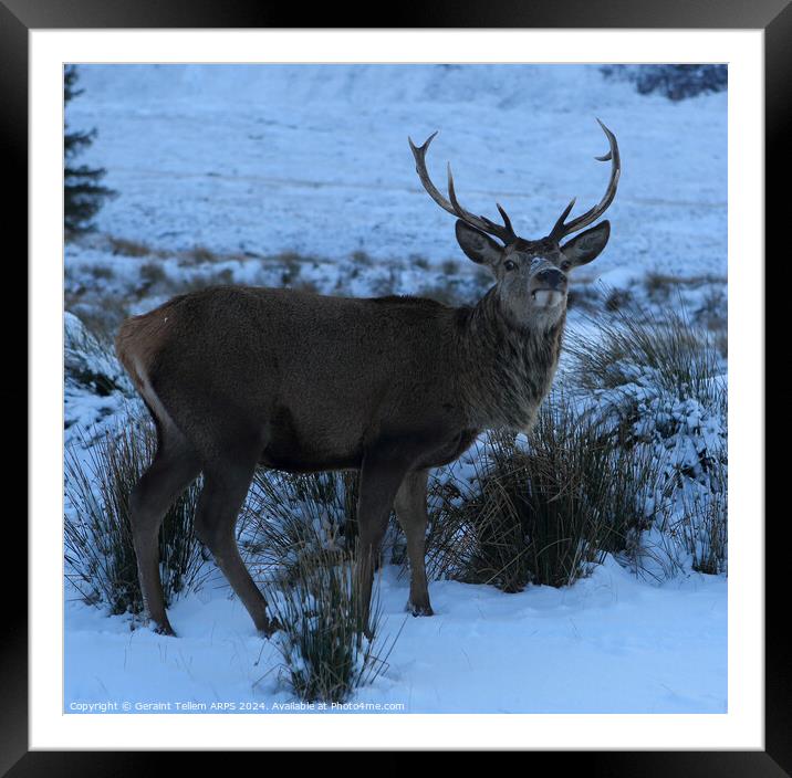 A deer/stag standing next to a snow covered field, Rannoch Moor, Highlands Framed Mounted Print by Geraint Tellem ARPS