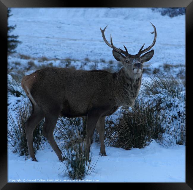 A deer/stag standing next to a snow covered field, Rannoch Moor, Highlands Framed Print by Geraint Tellem ARPS