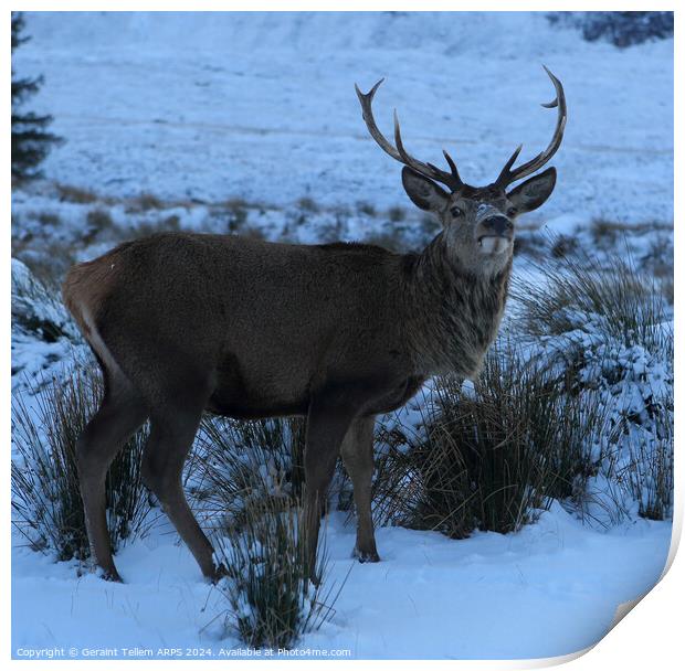 A deer/stag standing next to a snow covered field, Rannoch Moor, Highlands Print by Geraint Tellem ARPS