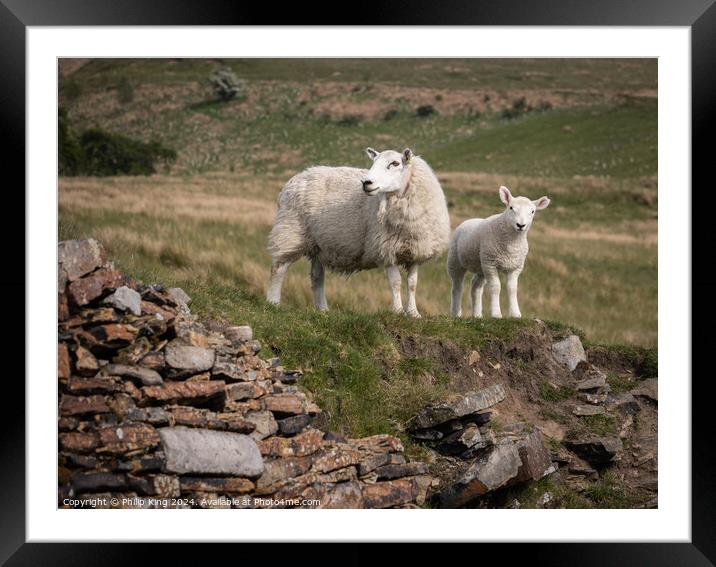 Sheep in the Pennines Framed Mounted Print by Philip King