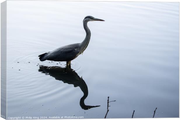 Heron on a Lake Canvas Print by Philip King