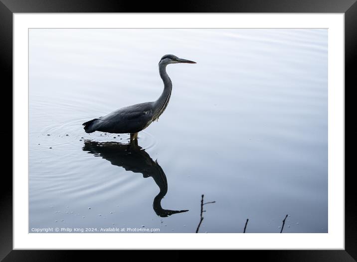 Heron on a Lake Framed Mounted Print by Philip King