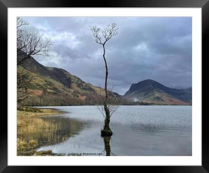 Buttermere Lone Tree Framed Mounted Print by David Thompson