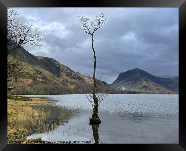 Buttermere Lone Tree Framed Print by David Thompson