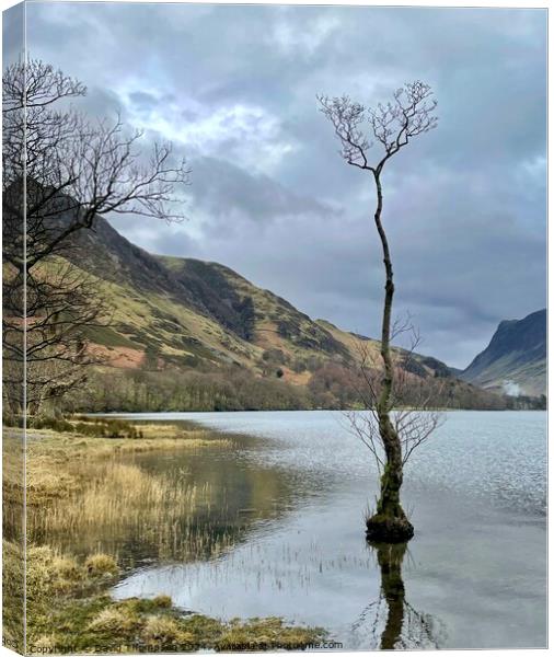 Lone tree Buttermere Canvas Print by David Thompson