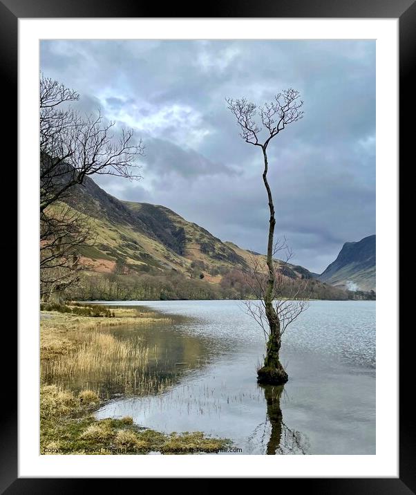 Lone tree Buttermere Framed Mounted Print by David Thompson