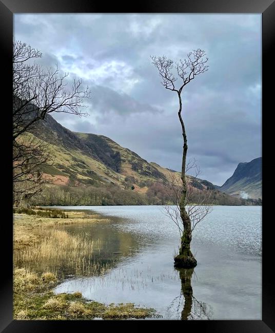 Lone tree Buttermere Framed Print by David Thompson