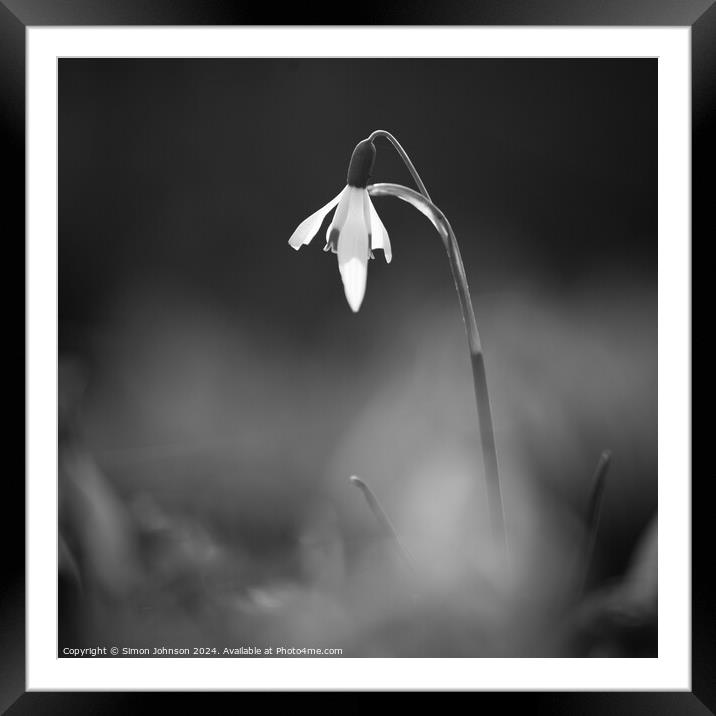 Snowdrop Flower In monochrome  Framed Mounted Print by Simon Johnson