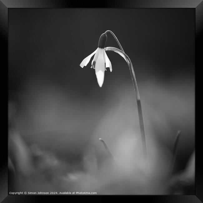 Snowdrop Flower In monochrome  Framed Print by Simon Johnson