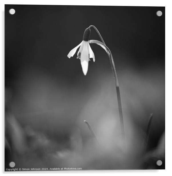 Snowdrop Flower In monochrome  Acrylic by Simon Johnson