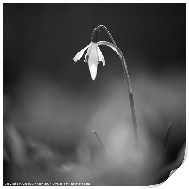 Snowdrop Flower In monochrome  Print by Simon Johnson