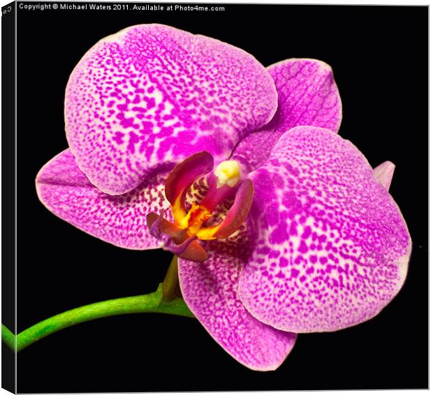 Purple Orchid Bloom Canvas Print by Michael Waters Photography