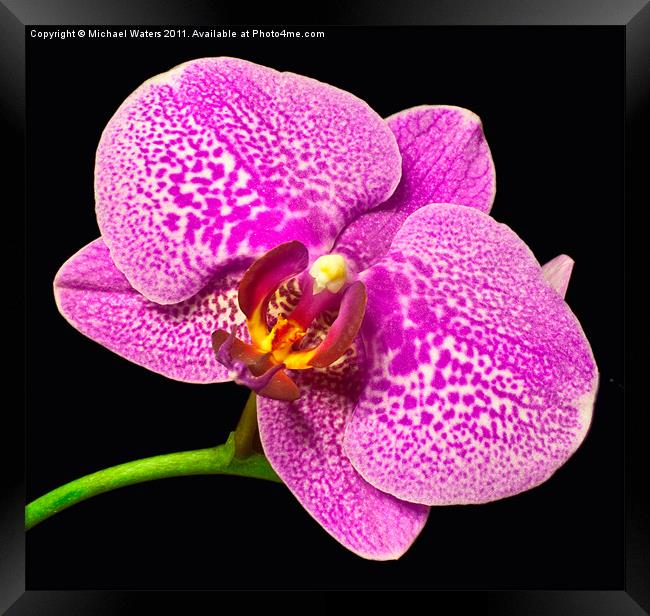Purple Orchid Bloom Framed Print by Michael Waters Photography