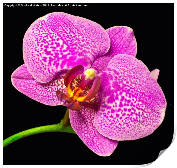 Purple Orchid Bloom Print by Michael Waters Photography