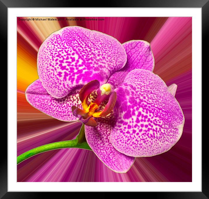 Bright Orchid Framed Mounted Print by Michael Waters Photography