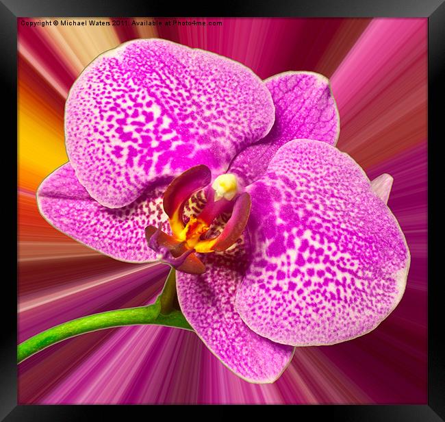 Bright Orchid Framed Print by Michael Waters Photography