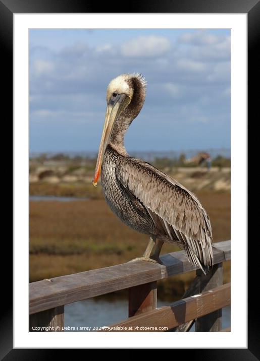 Pelican Pete Framed Mounted Print by Debra Farrey