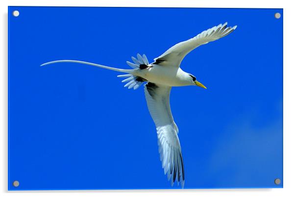 Bird Acrylic by David Maldives