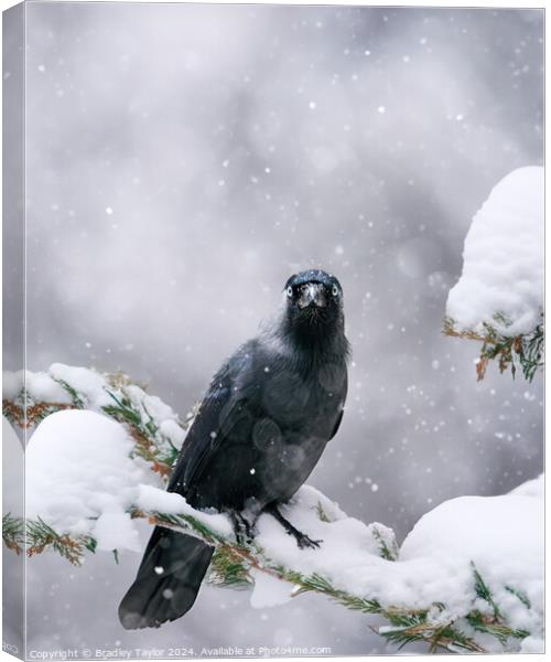 Jackdaw in Snow, Yorkshire Canvas Print by Bradley Taylor