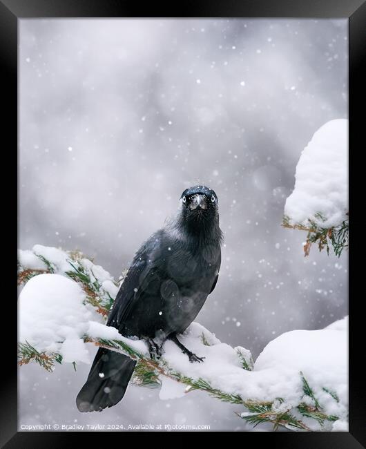 Jackdaw in Snow, Yorkshire Framed Print by Bradley Taylor