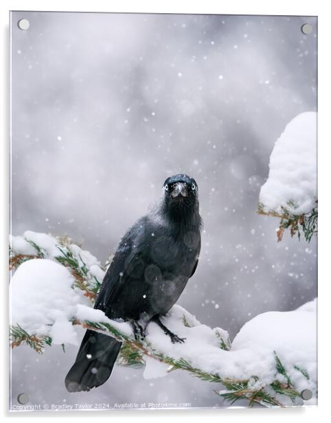 Jackdaw in Snow, Yorkshire Acrylic by Bradley Taylor