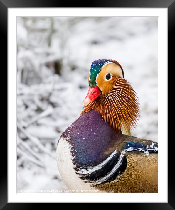 Mandarin Duck Portrait in Snow Framed Mounted Print by Bradley Taylor