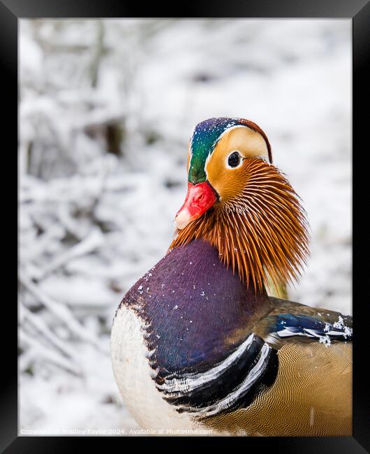Mandarin Duck Portrait in Snow Framed Print by Bradley Taylor
