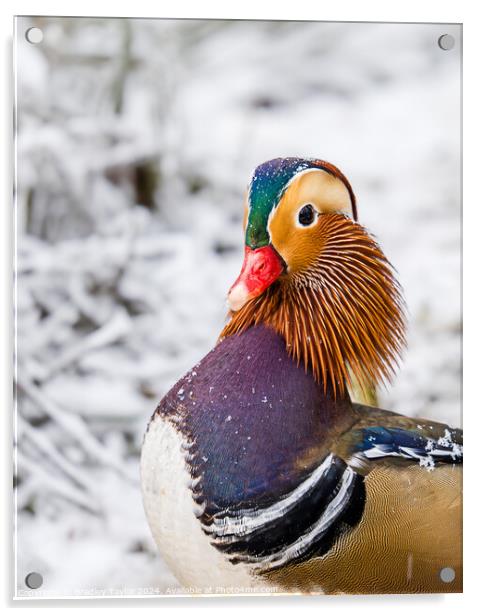 Mandarin Duck Portrait in Snow Acrylic by Bradley Taylor