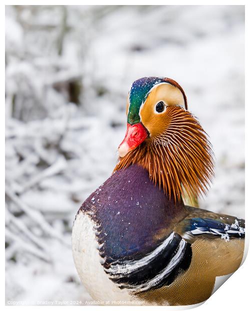 Mandarin Duck Portrait in Snow Print by Bradley Taylor