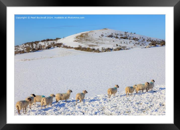 Sheep in Snow, Peak District, Derbyshire Framed Mounted Print by Pearl Bucknall