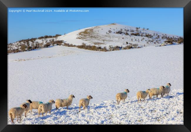 Sheep in Snow, Peak District, Derbyshire Framed Print by Pearl Bucknall