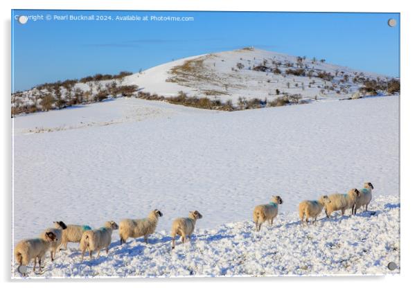 Sheep in Snow, Peak District, Derbyshire Acrylic by Pearl Bucknall