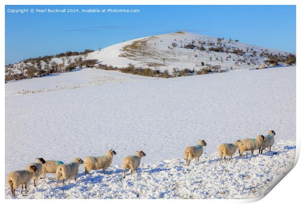 Sheep in Snow, Peak District, Derbyshire Print by Pearl Bucknall
