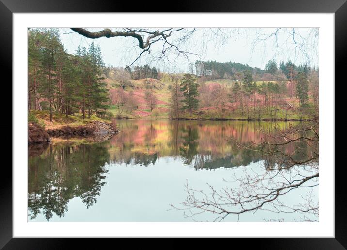Tree Reflections Framed Mounted Print by Kate Lake