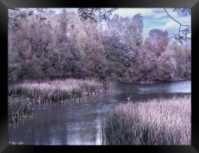 Heron at Leybourne Lakes Framed Print by Kate Lake
