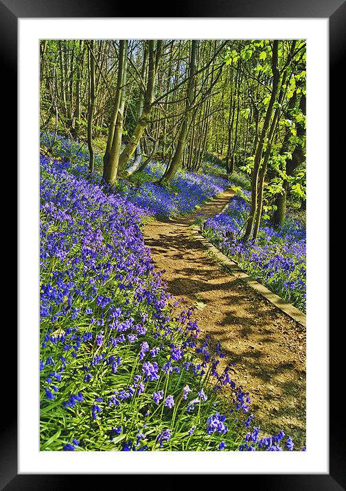 Bluebell Path Framed Mounted Print by Dawn Cox