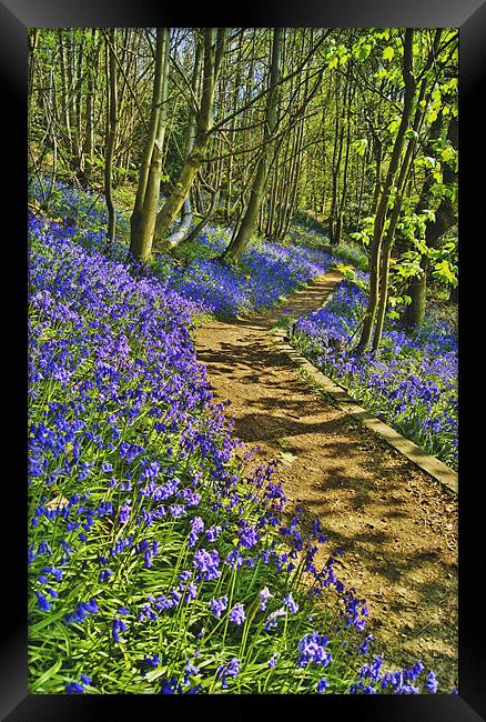 Bluebell Path Framed Print by Dawn Cox