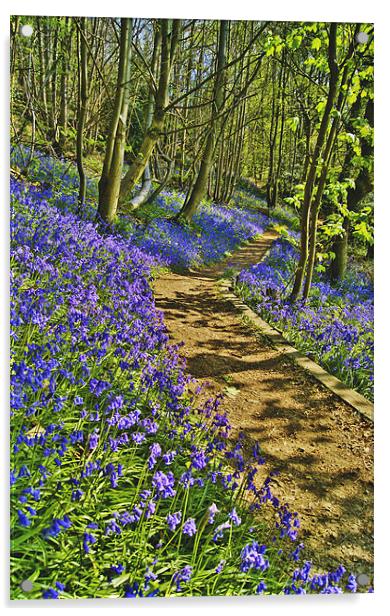 Bluebell Path Acrylic by Dawn Cox