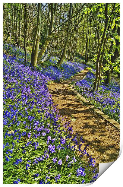 Bluebell Path Print by Dawn Cox