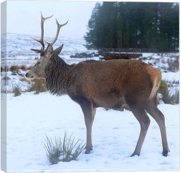 A deer standing in the snow, Stag, Rannoch Moor, Highland, Scotland Canvas Print by Geraint Tellem ARPS