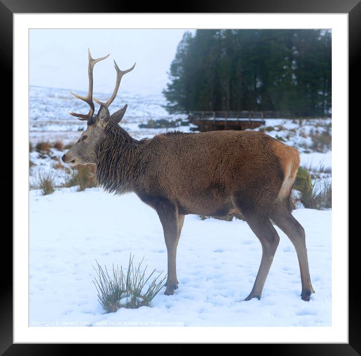 A deer standing in the snow, Stag, Rannoch Moor, Highland, Scotland Framed Mounted Print by Geraint Tellem ARPS