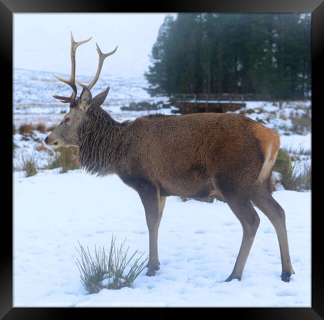 A deer standing in the snow, Stag, Rannoch Moor, Highland, Scotland Framed Print by Geraint Tellem ARPS