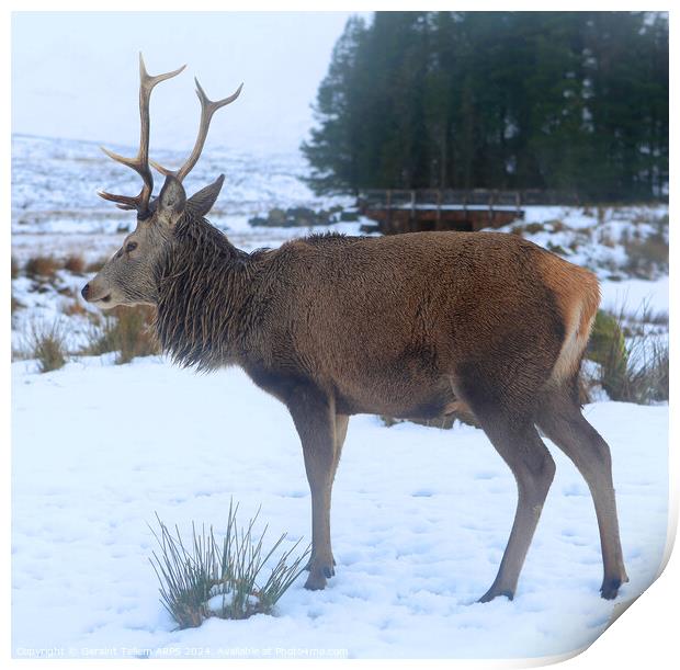 A deer standing in the snow, Stag, Rannoch Moor, Highland, Scotland Print by Geraint Tellem ARPS