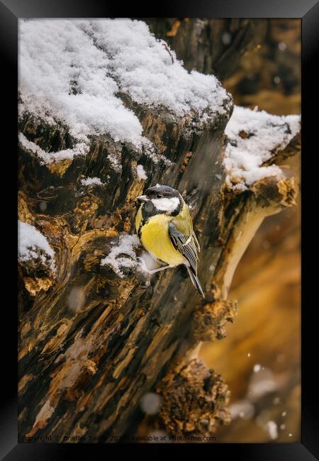 Great Tit in Snow Framed Print by Bradley Taylor