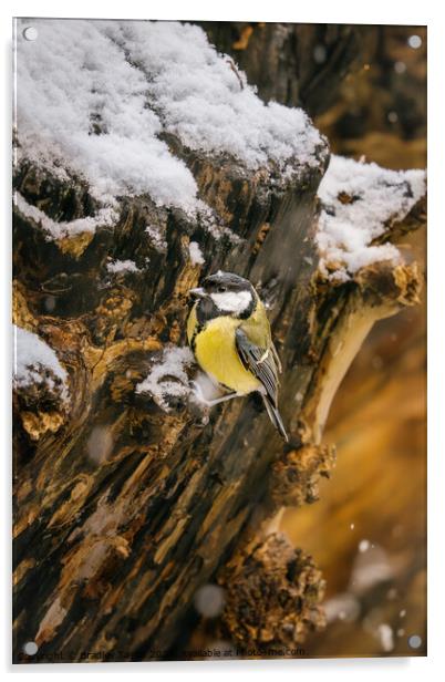 Great Tit in Snow Acrylic by Bradley Taylor