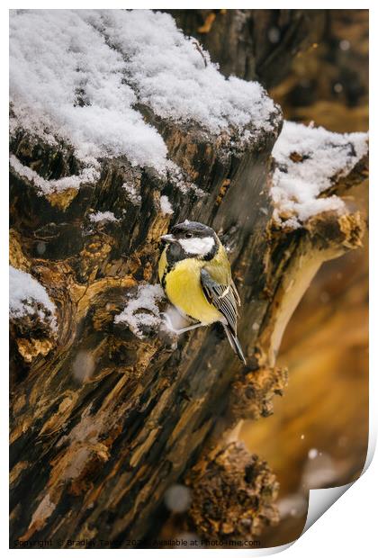 Great Tit in Snow Print by Bradley Taylor