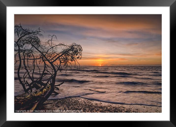 Branches Framed Mounted Print by Ian Saunders