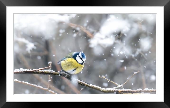 Blue Tit in Snow Framed Mounted Print by Bradley Taylor